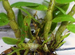 铁皮石斛